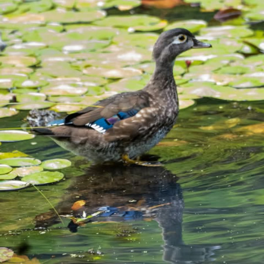 A wood duck among lily pads, from the @birdboimedia Instagram